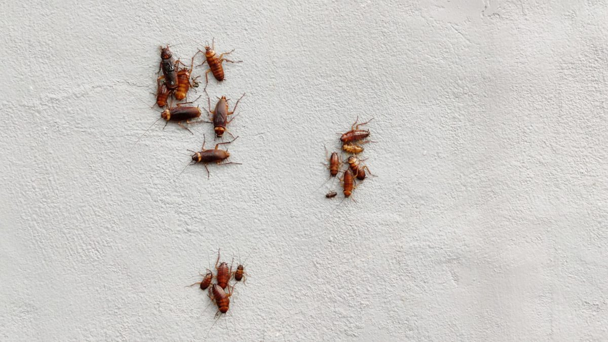 Effective cockroach extermination services by LIMEtek Pest Control in Greenwood, Bargersville, Franklin, Whiteland, Brownsburg, and Indianapolis.