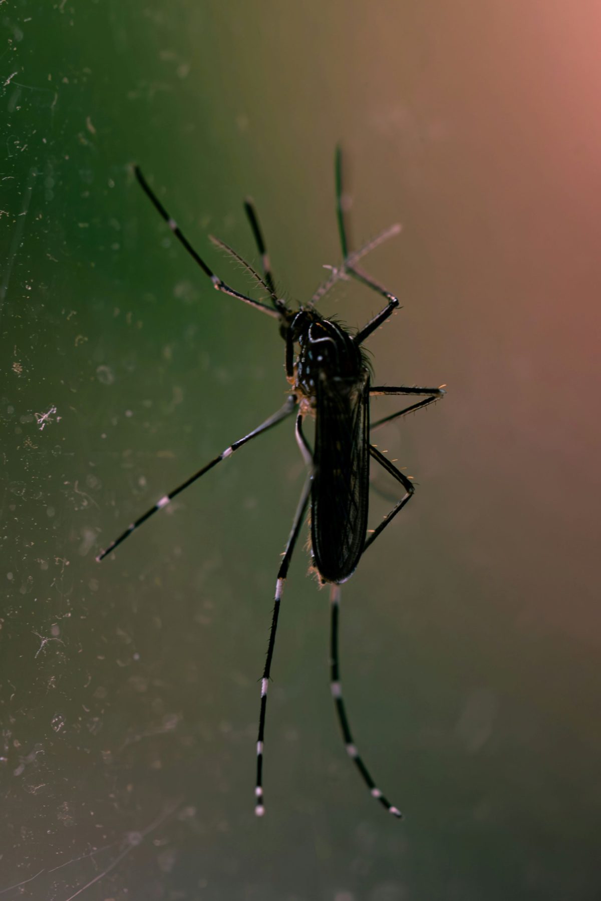 Professional mosquito control and extermination services by LIMEtek Pest Control in Greenwood, Bargersville, Franklin, Whiteland, Brownsburg, and Indianapolis.